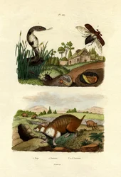 Egyiptomi kobra, 1833-39